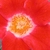 Rdeče - belo - Vrtnice Floribunda - Eye Paint